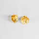 Aretes Suculenta
